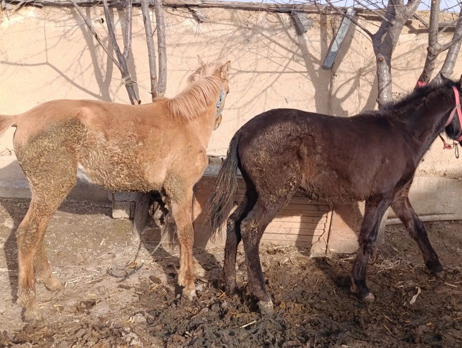 Yosh toylar sotiladi