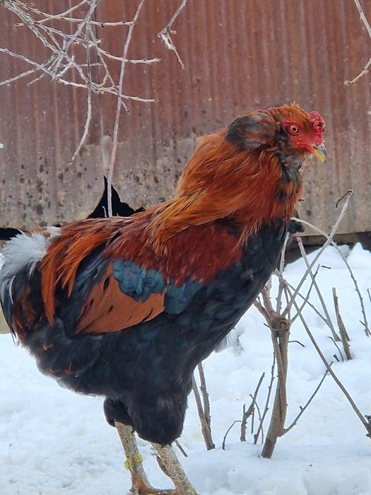 Vând cocoși araucana