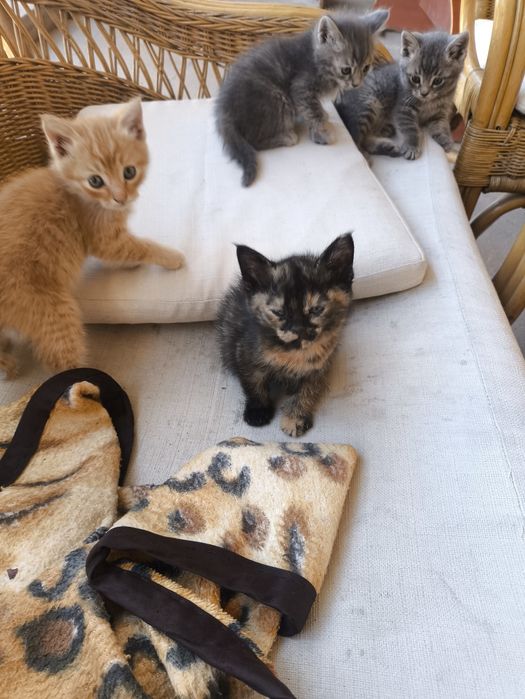 Котята и кошка  добрые руки