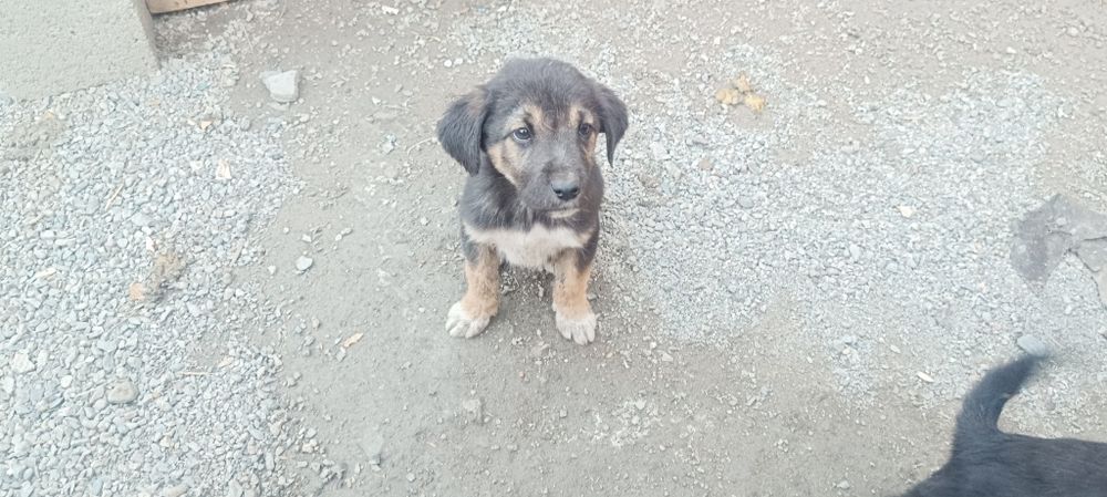 Отдадим щенят дворовой собаки