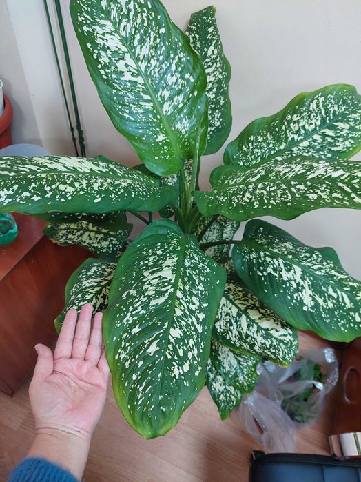 Комнатные цветы Дифенбахия