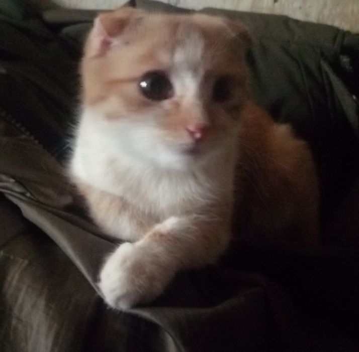 Продаётся Котик скотиш-фолд мальчик