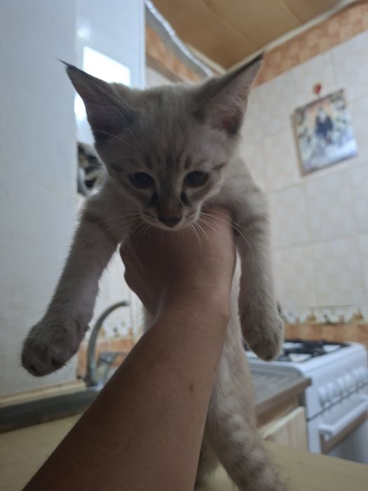 Котята антистресс бесплатно