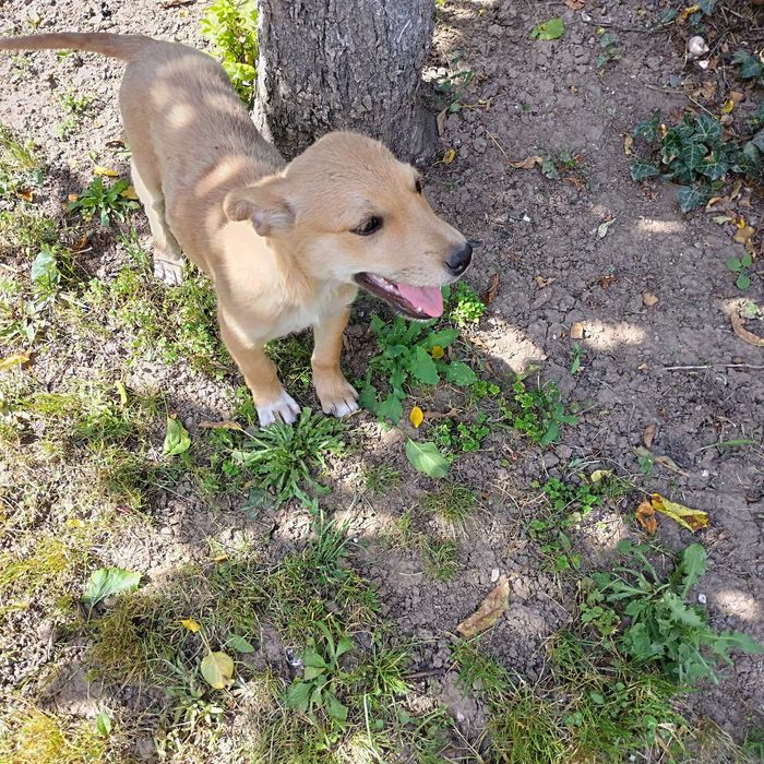 We are urgently looking for a home for a street puppy.Спешно търсим дом на малко женско куче