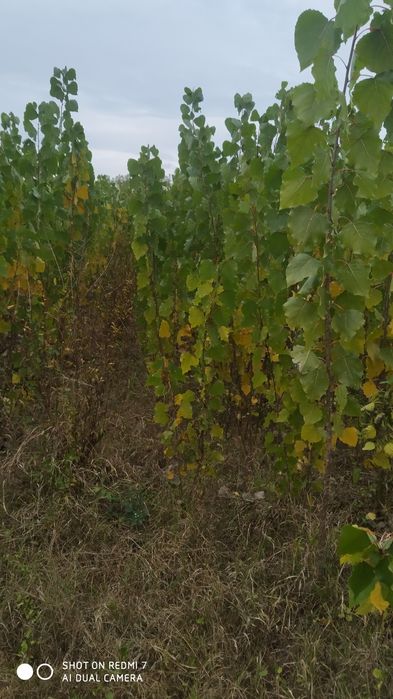 Terak kochatlar Kaliforniya va koʻk terak bor optom narxda sotiladi