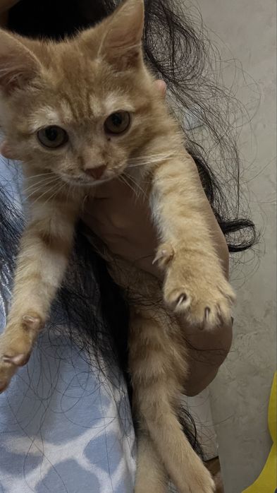 Рыжый котенок девочка