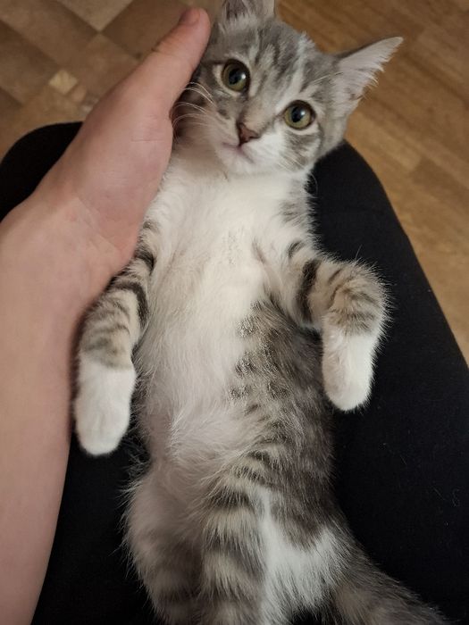 Кошечка, 4 месяца