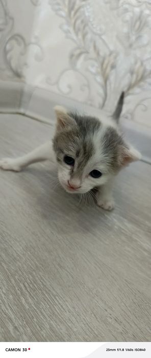 Мушук боласи онаси зотли