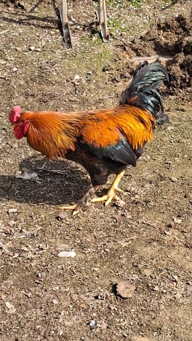 Xõroz Sotiladi Damshni Kilosi 3500