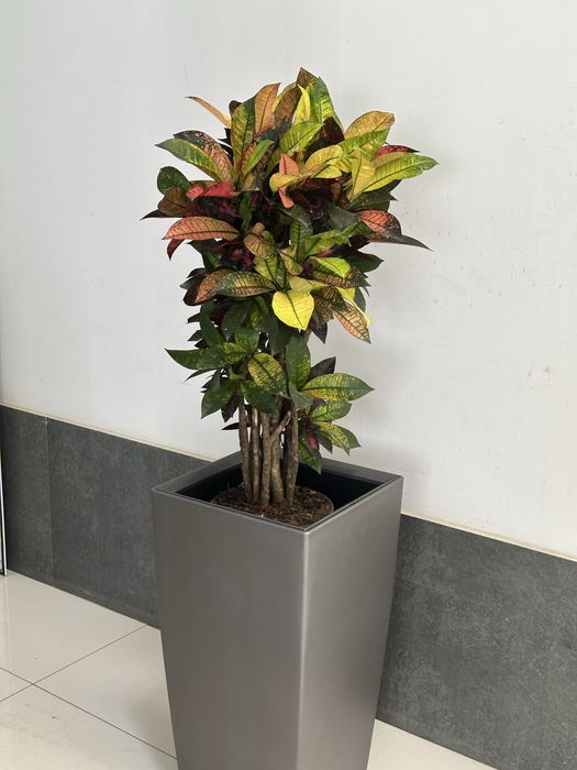 Офисные растения