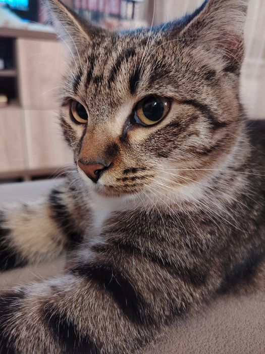 Тигренок Симба ищет свою семью