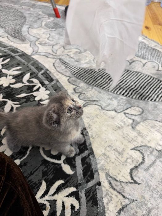 Мушукча сотилади