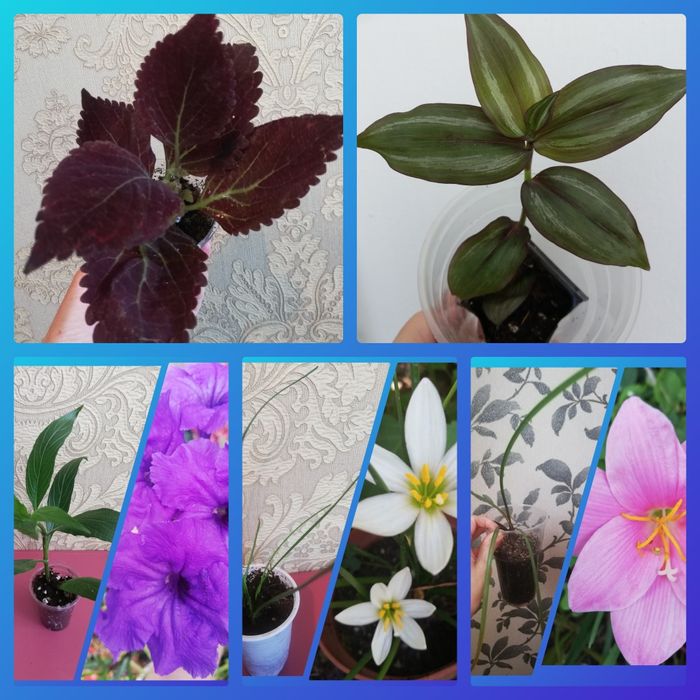 Комнатные растения