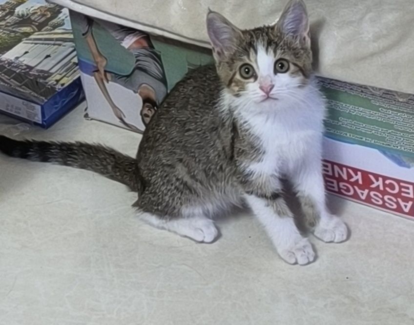 Котёнок 2 месяца в добрые руки