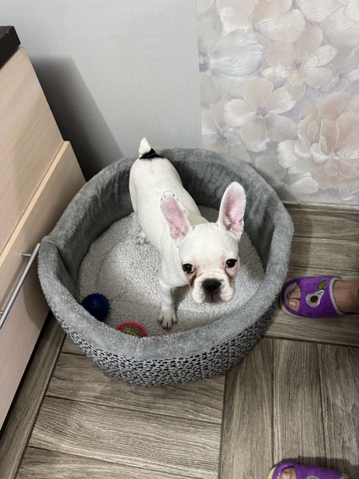 Французкий бульдог щенок