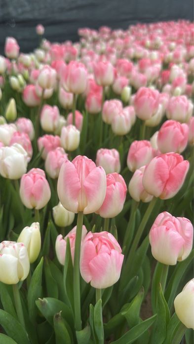 Букеты из тюльпанов