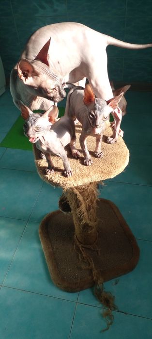 Котята пароды донской сфинкс