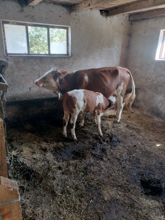 Vaca cu vițel de 2 luni jumate