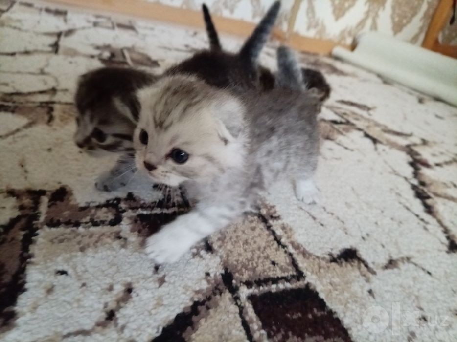 Продается котята скотиш фолд и скотиш страйт