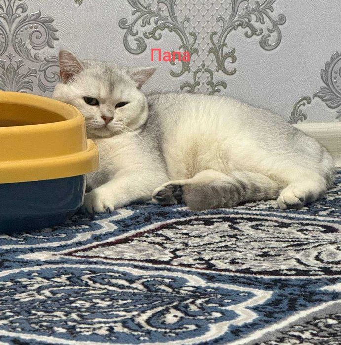 Шикарные породистые котята Британцы