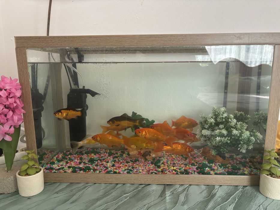 Schimb caras auriu cu iepuri