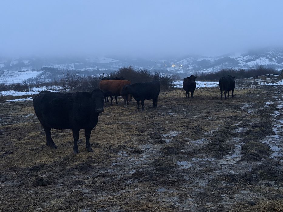 Lichidare ferma Vaci Angus