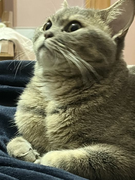 Британский кошка