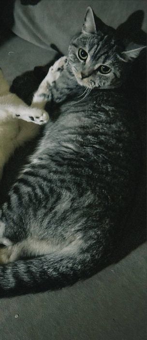 Кошка, Шотландской породы