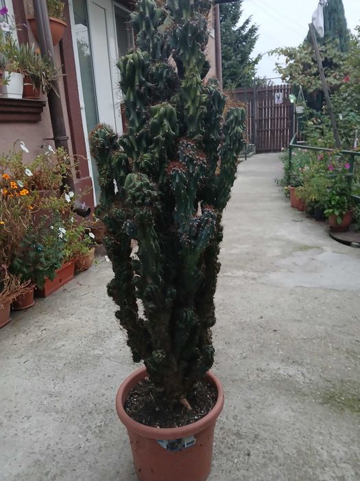vind cactus ornamental