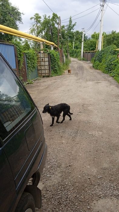 Собака со щенками ищут дом и хозяев
