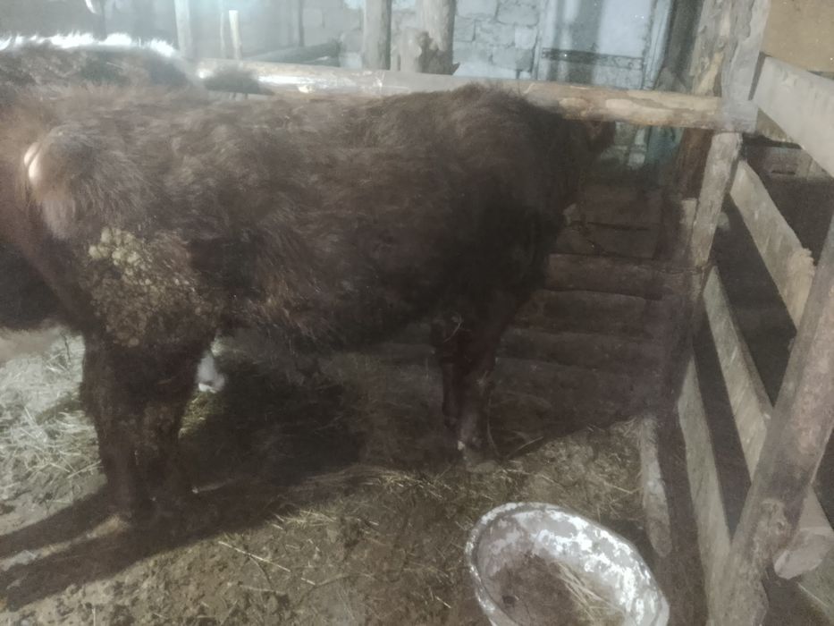 Продам бычка с откорма 550