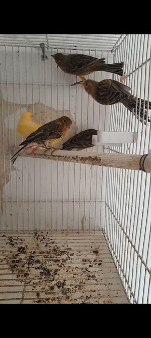 Канарейка маладой 4-5 маха