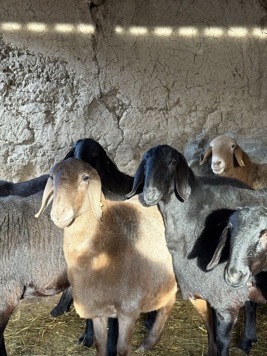 Гисарские тохлы !