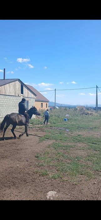 Продам кабылу инаходка с жеребенком