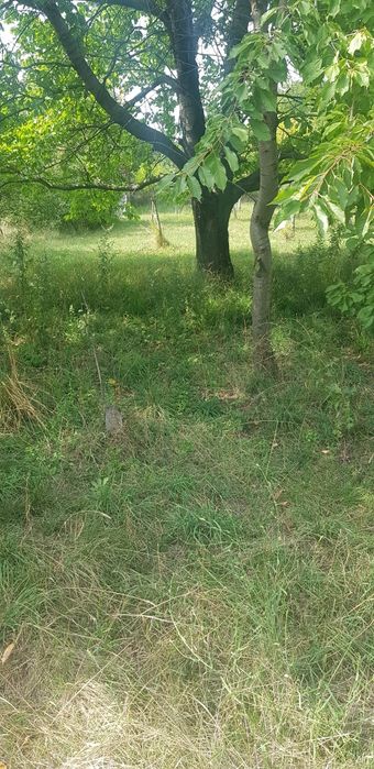 Продава се Парцел в Сапарева баня - 4000 кв.м за 51 €/кв.м - Снимка #7