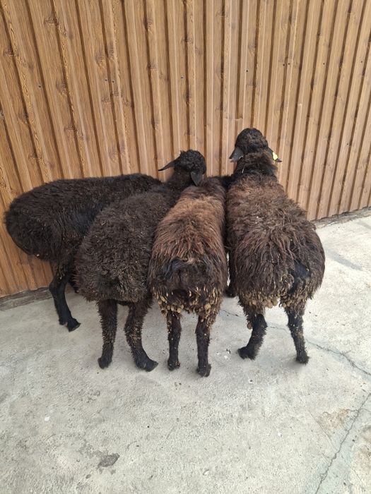 Қошқарлар бар  Семиз