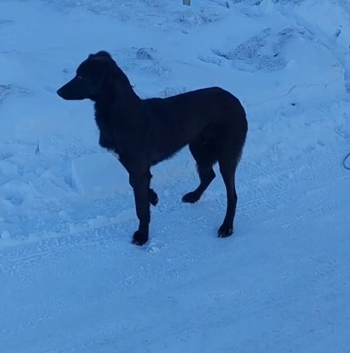Тазы кабель полукровка