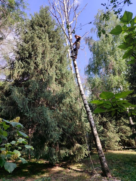 Спил дерево санитарных обрезка очистки теретор