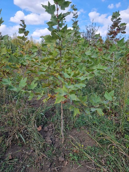 Platan și meatecan de la 2.5m la 6m