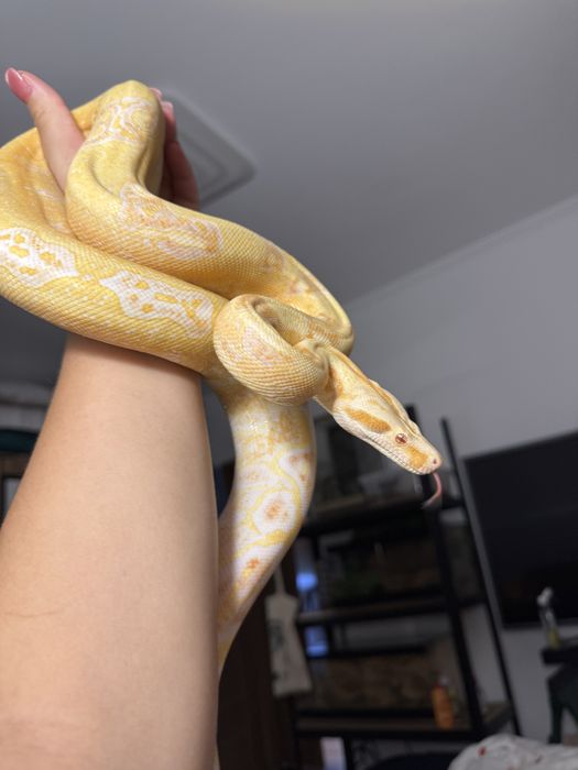 Боа Удушвач / Boa constrictor