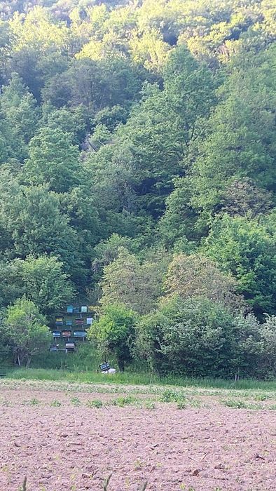 Vând miere de albine naturala