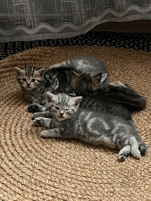 котята британцы красивый окрас