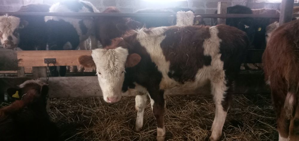 Продаются два бычка