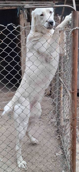 Кученце Алабай търси своя нов грижовен стопанин