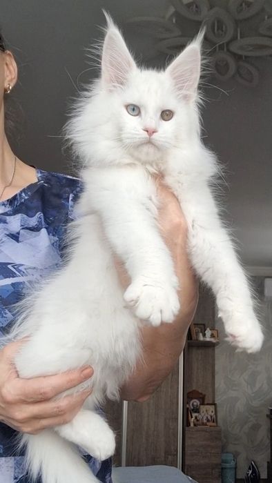 Мейн-куны котята.