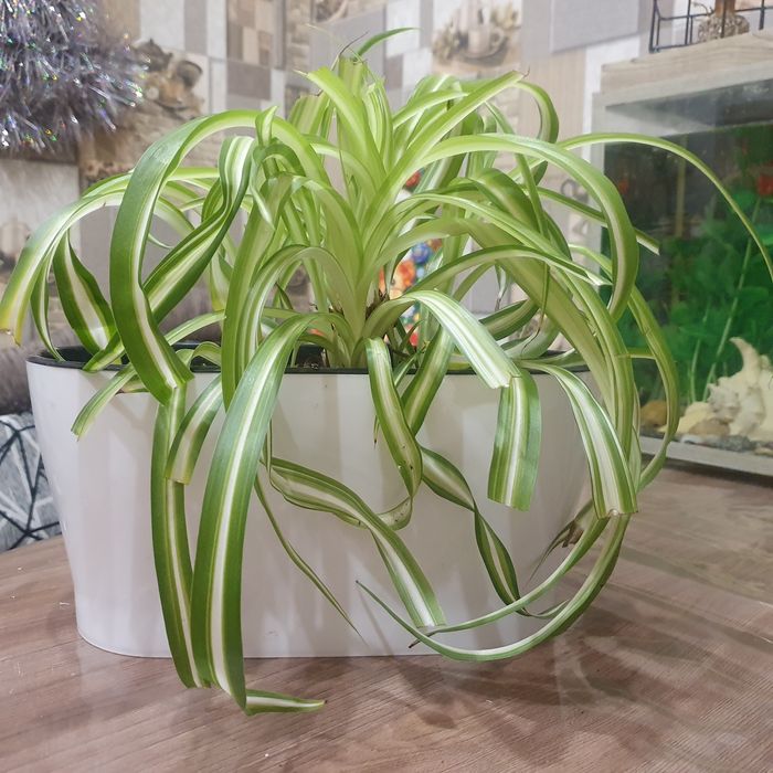 Продам цветок хлорофитум