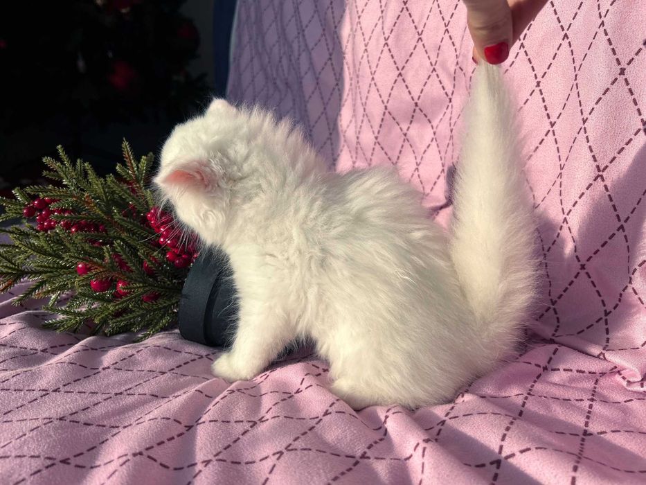 Pisicuță adorabilă Scottish Straight Longhair, cu Pedigree