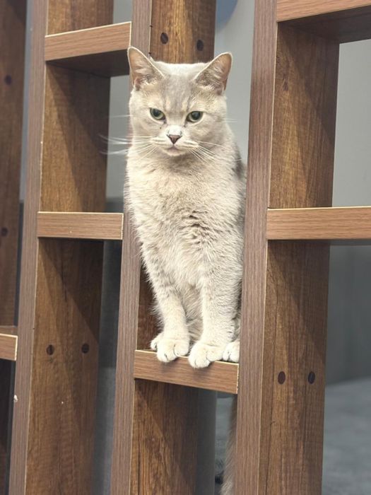 Отдам кошку в добрые руки