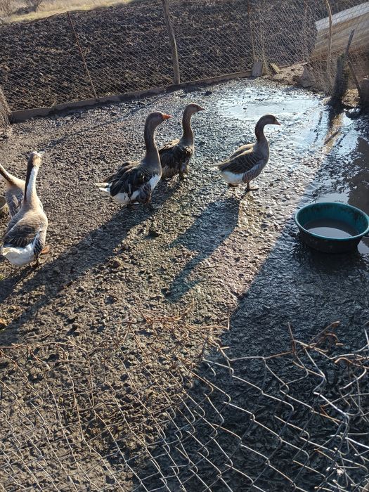 Vând familie de gâște crețe