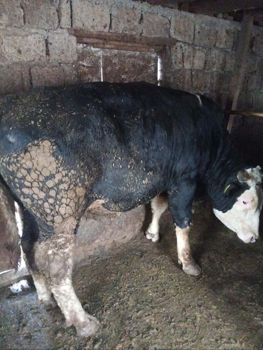 Vand taurasi de vanzare